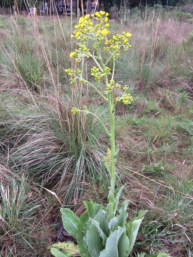 Senecio grossidens photo 5