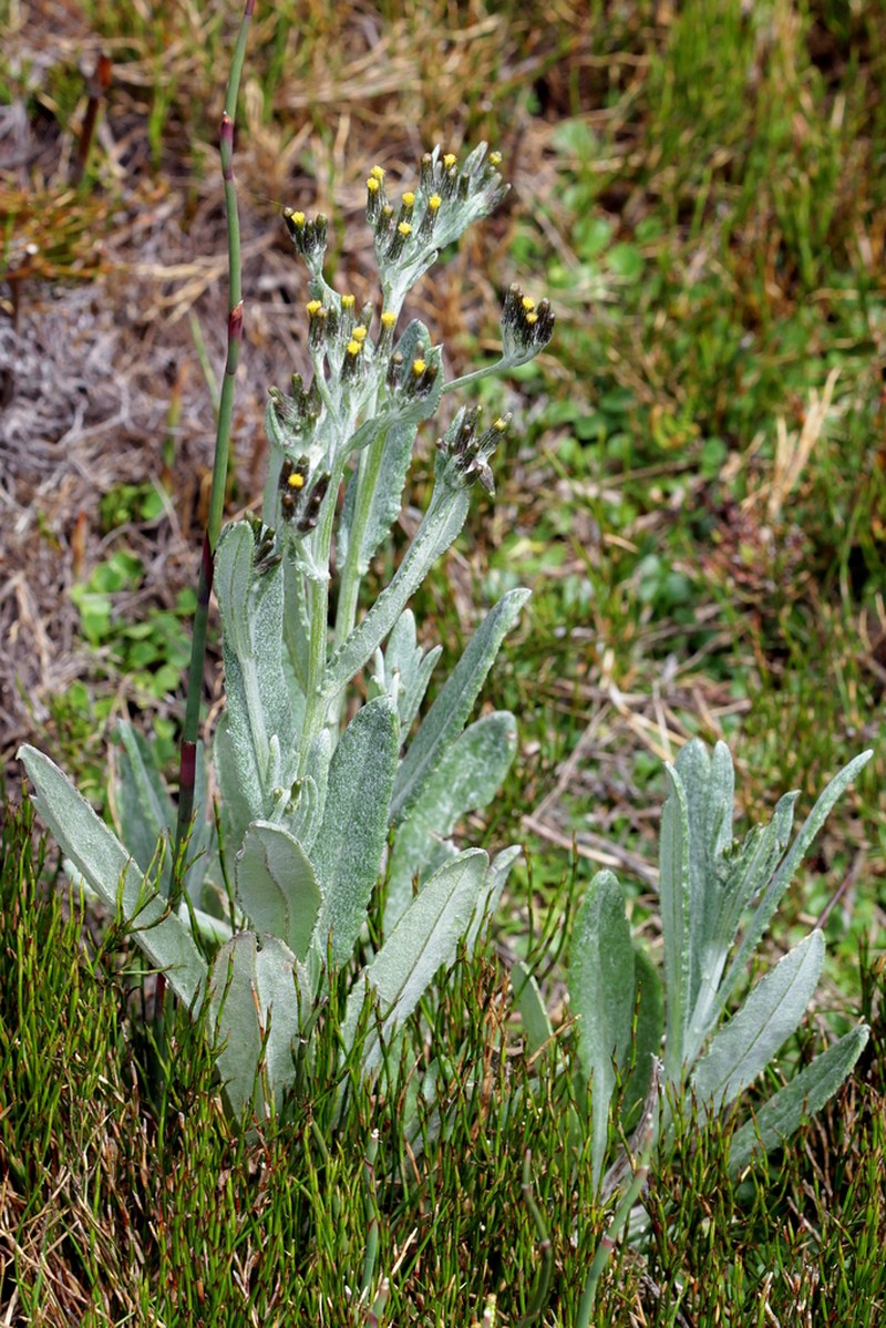 Senecio gunnii