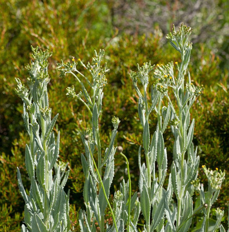 Senecio gunnii photo 2