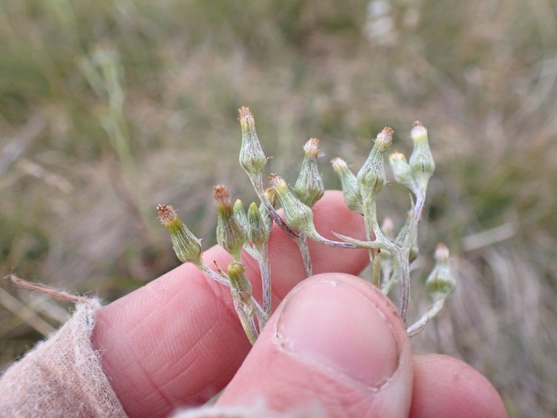 Senecio gunnii photo 3