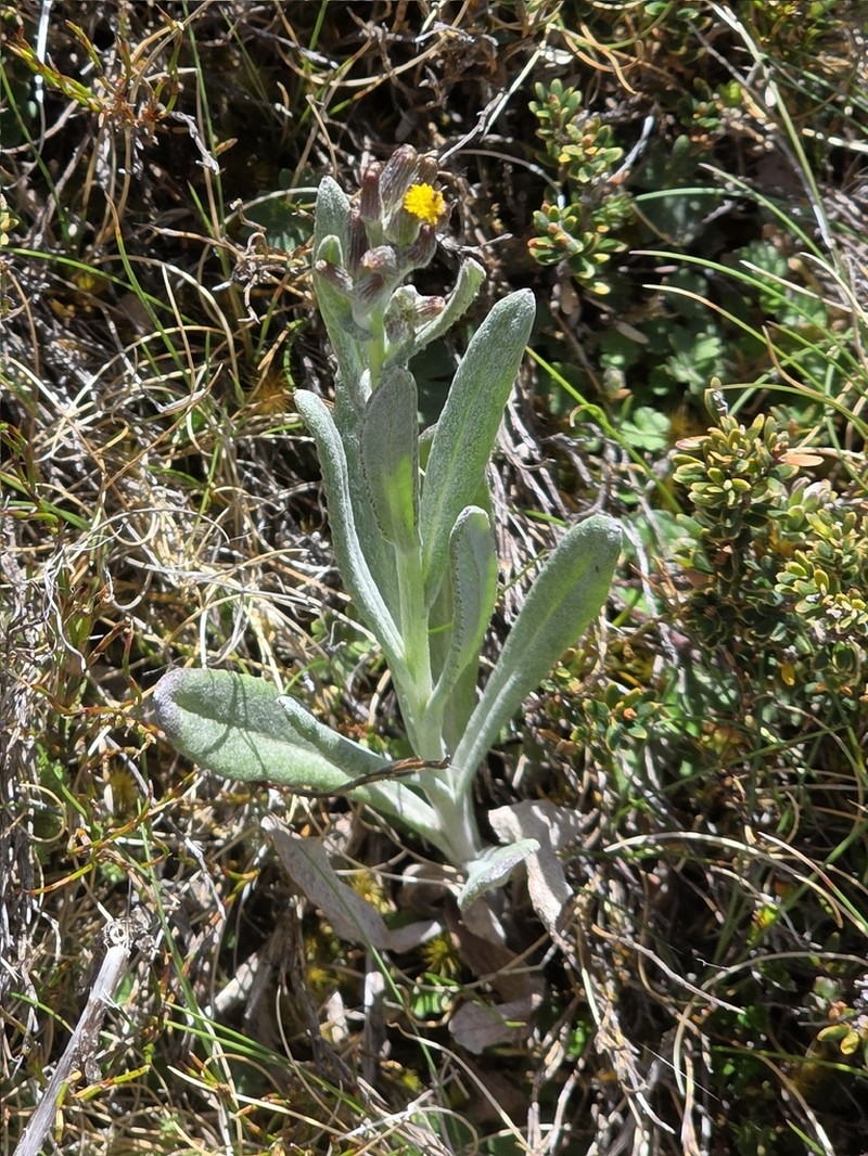 Senecio gunnii photo 4