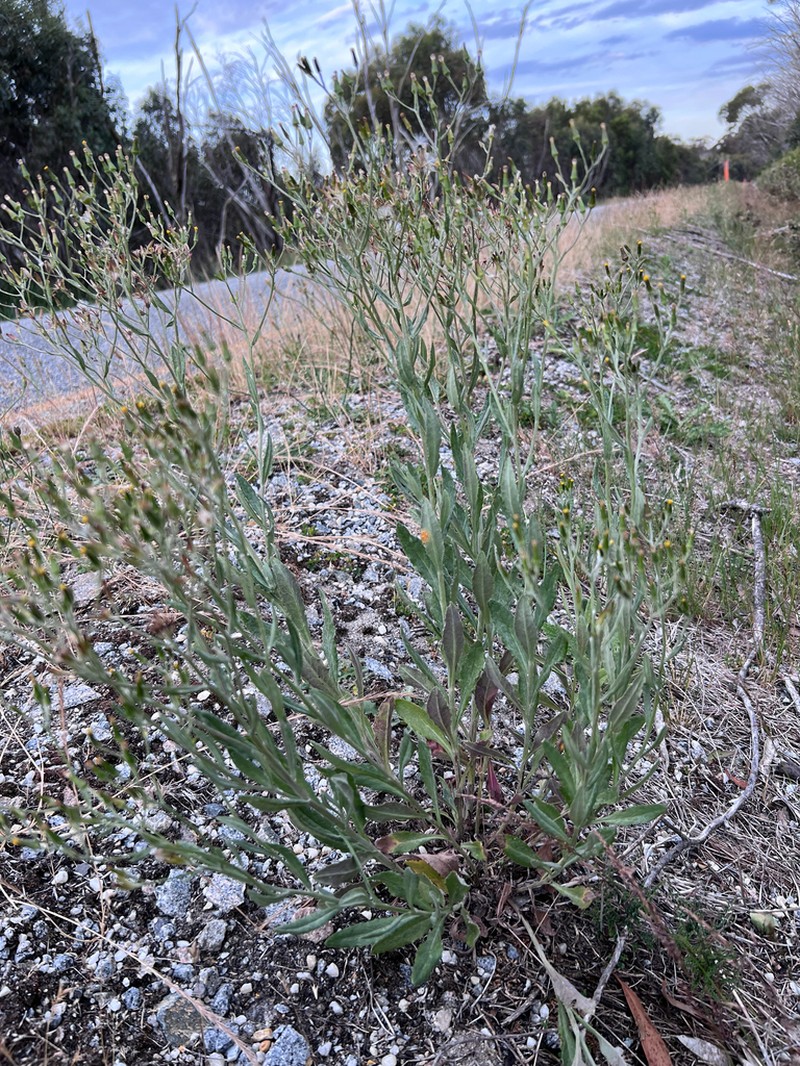 Senecio gunnii photo 5