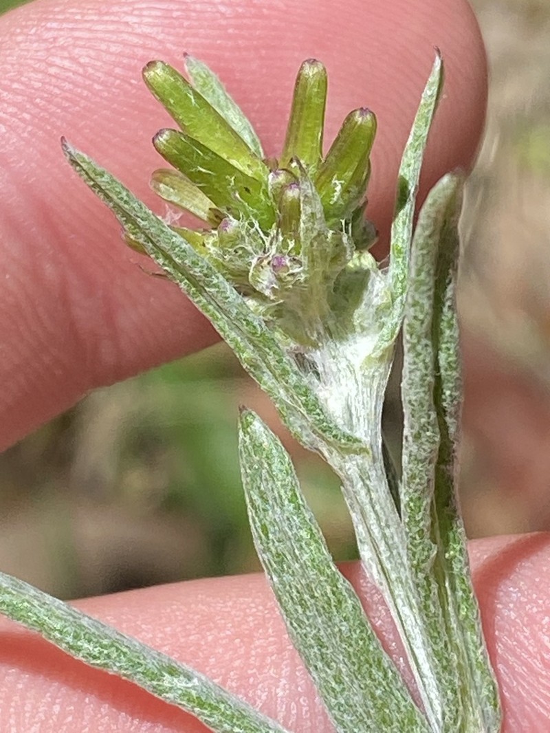 Senecio gunnii photo 6