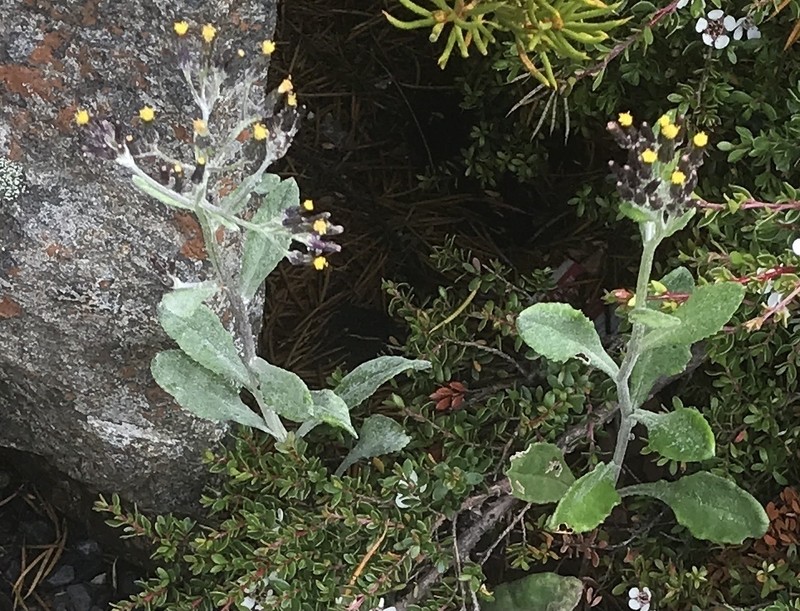 Senecio gunnii photo 7