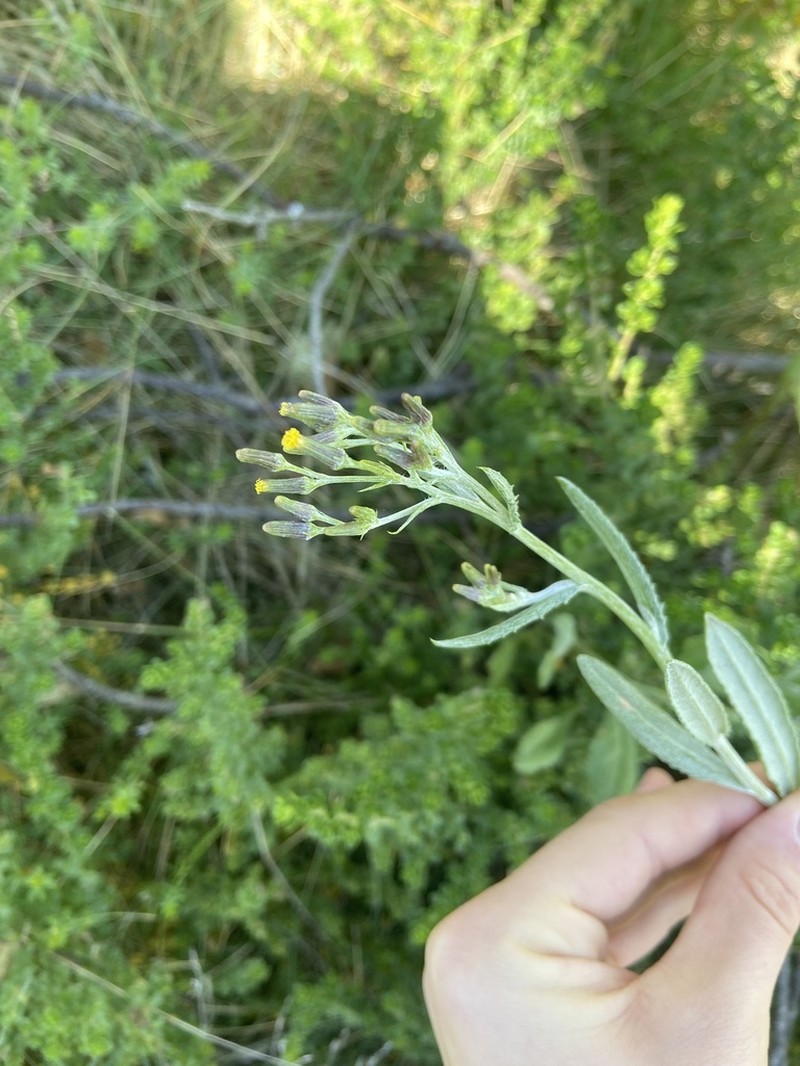 Senecio gunnii photo 8