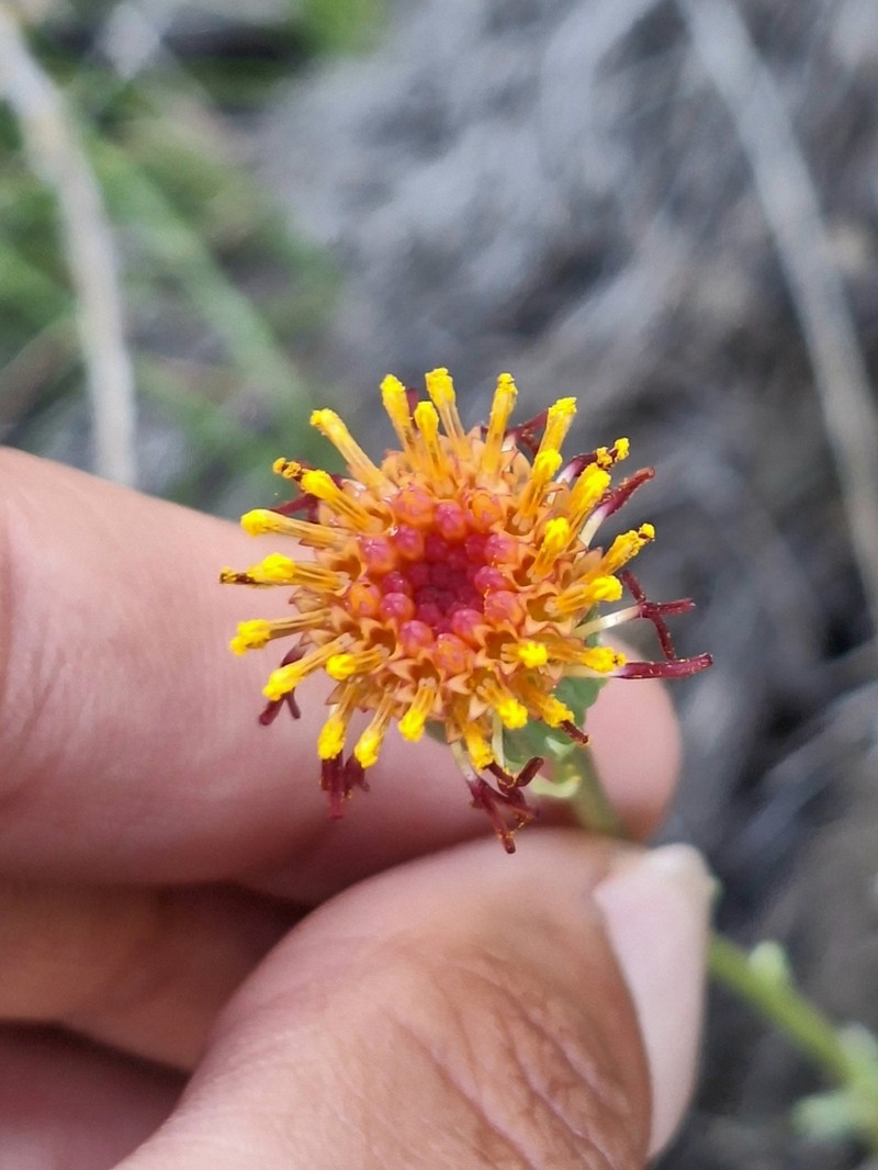 Senecio gymnocaulos