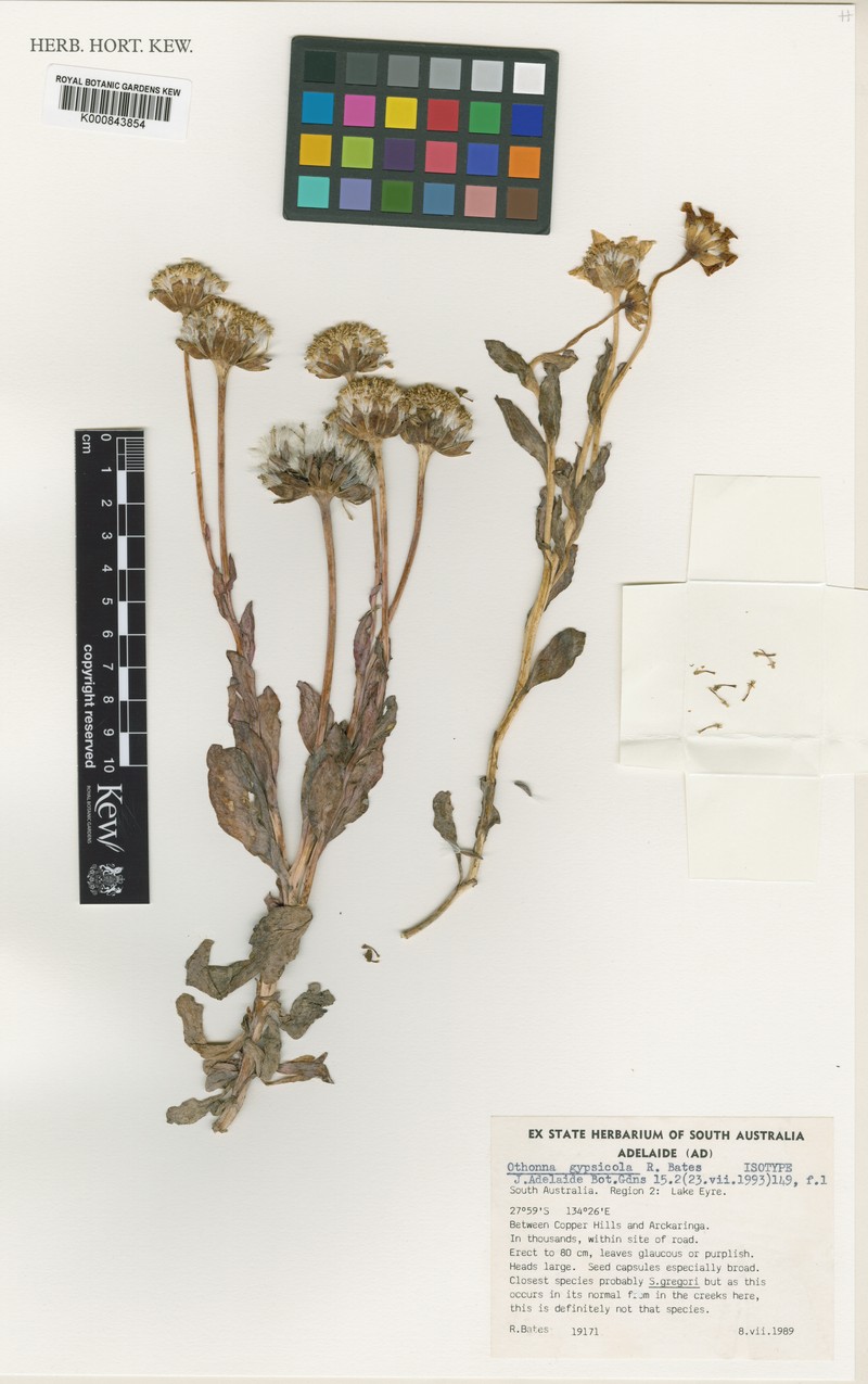 Senecio gypsicola photo 2