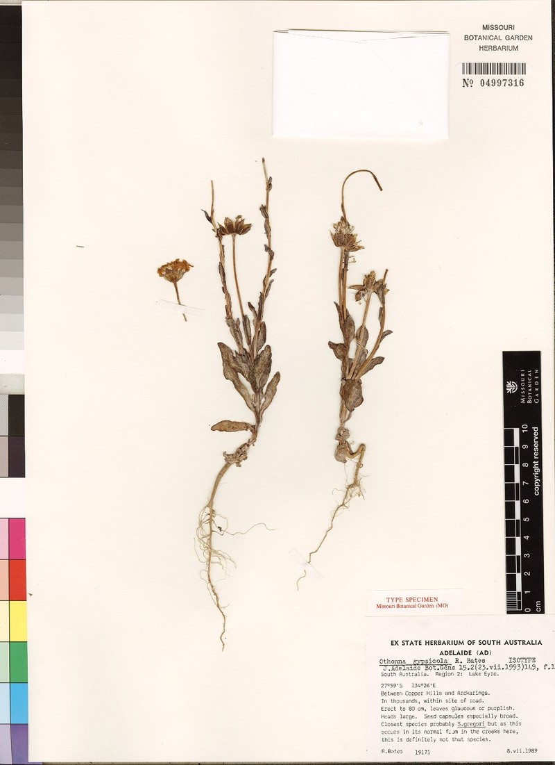 Senecio gypsicola photo 3