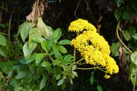 Senecio hadiensis