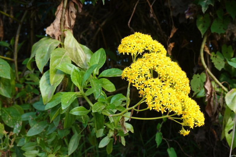 Senecio hadiensis
