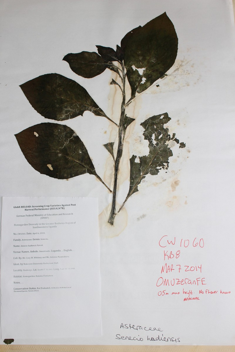 Senecio hadiensis photo 2