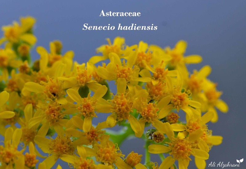 Senecio hadiensis photo 3