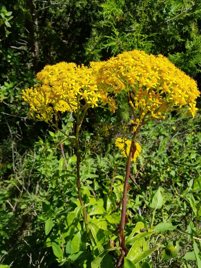 Senecio hadiensis photo 4