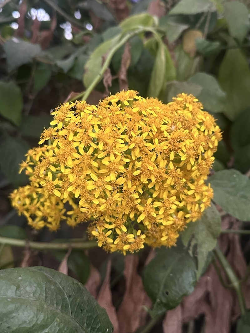 Senecio hadiensis photo 7