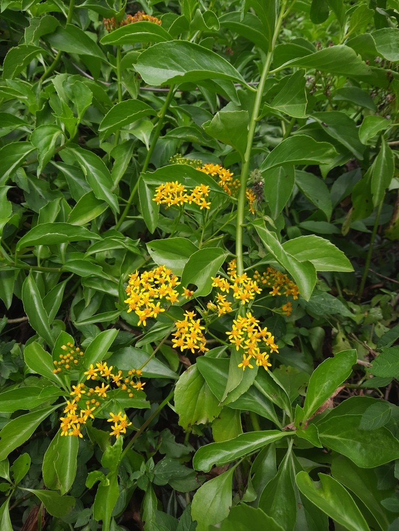 Senecio hadiensis photo 8