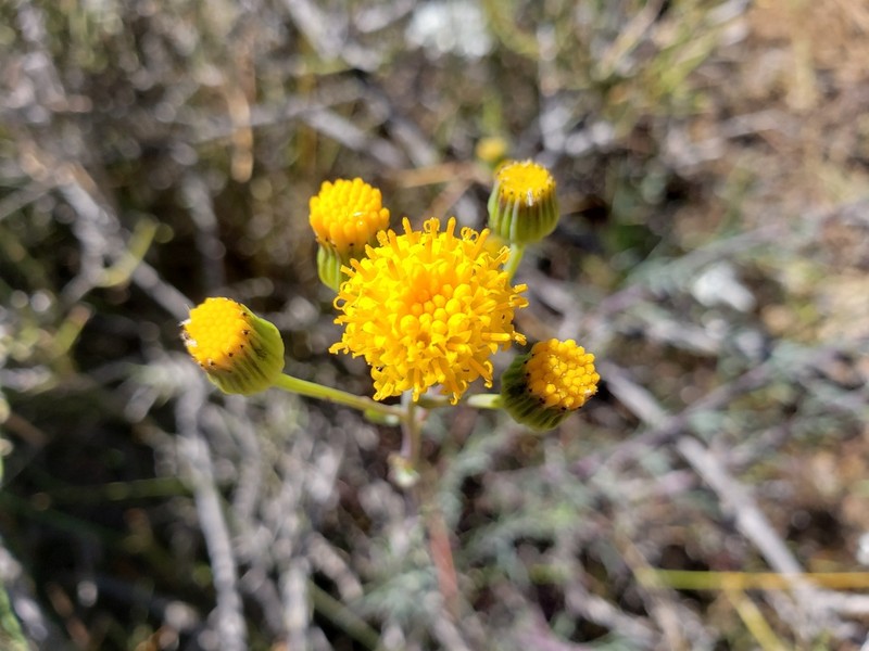Senecio hakeifolius