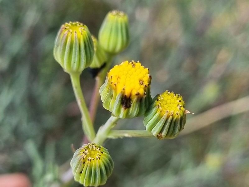 Senecio hakeifolius photo 2