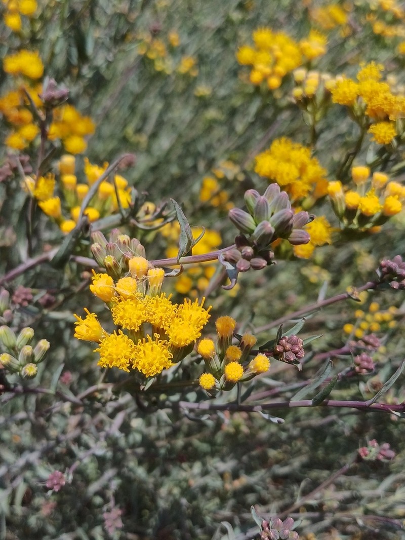 Senecio hakeifolius photo 4