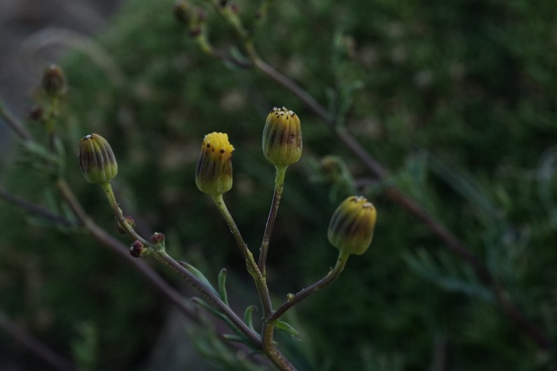 Senecio hakeifolius photo 5