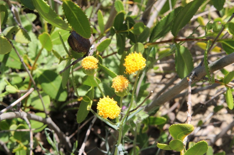 Senecio hakeifolius photo 6