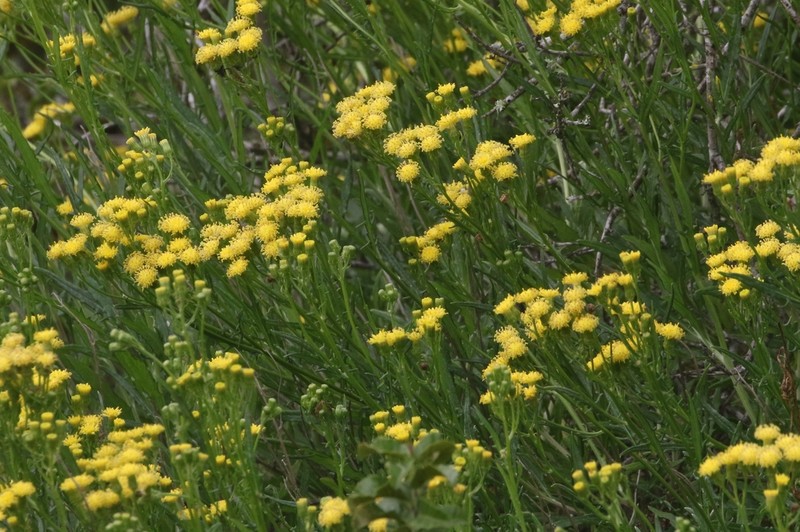Senecio hakeifolius photo 8