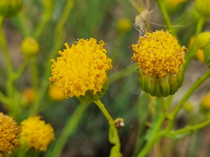 Senecio hakeifolius var. hakeifolius photo 2