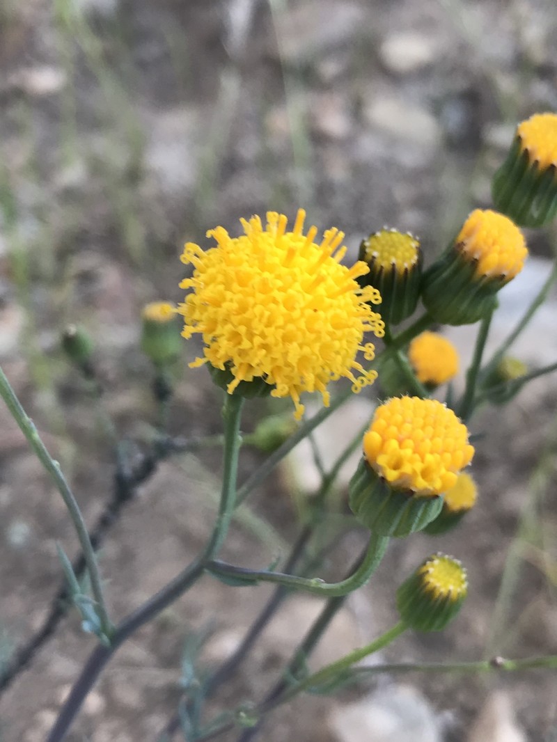 Senecio hakeifolius var. hakeifolius photo 3