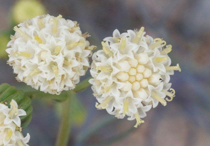 Senecio hakeifolius var. vidalii