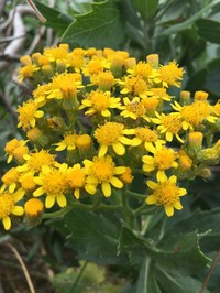 Senecio halimifolius