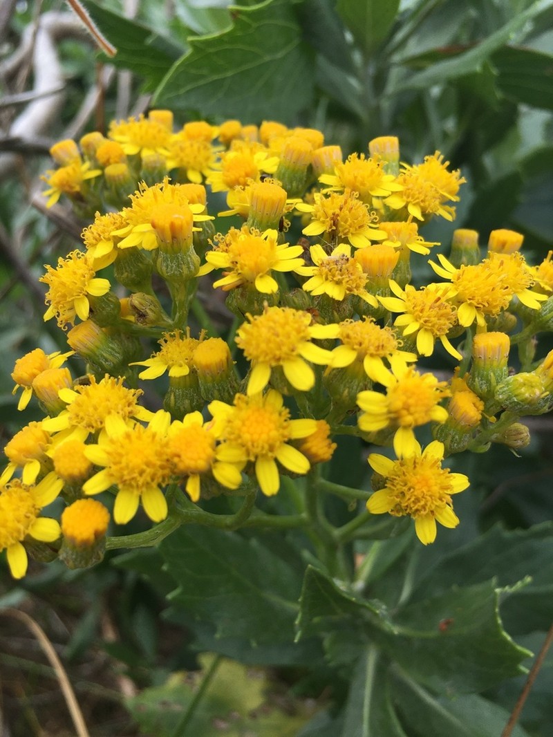 Senecio halimifolius