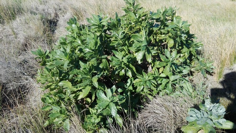 Senecio halimifolius photo 2