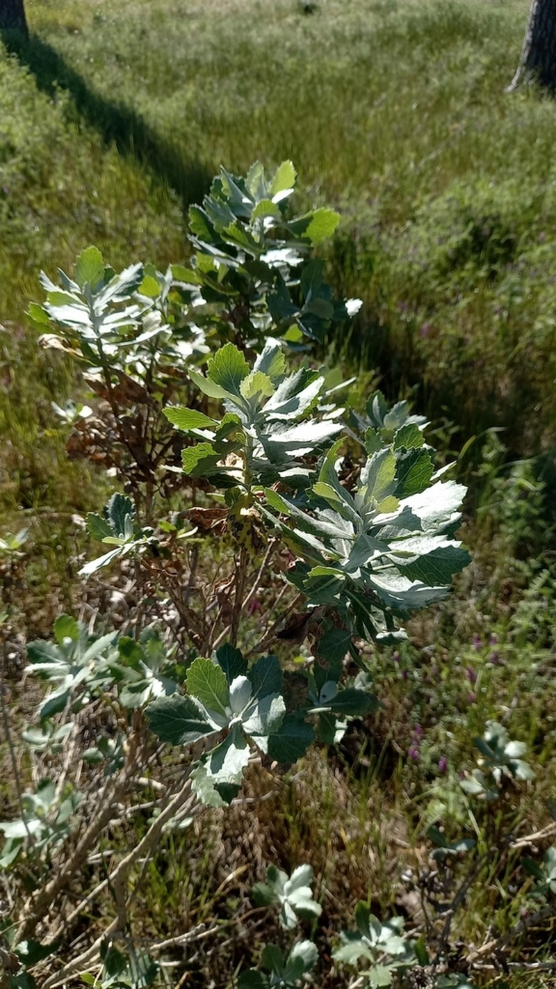 Senecio halimifolius photo 3