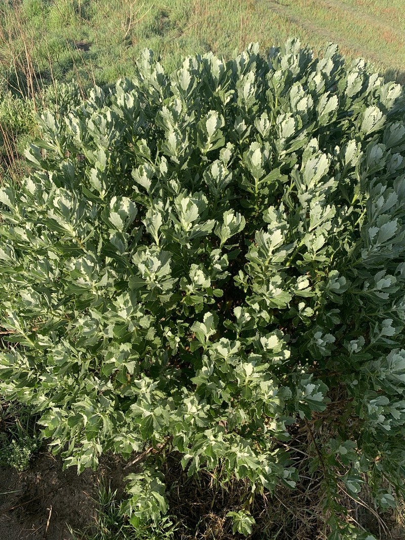 Senecio halimifolius photo 4