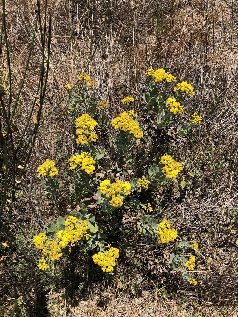 Senecio halimifolius photo 5