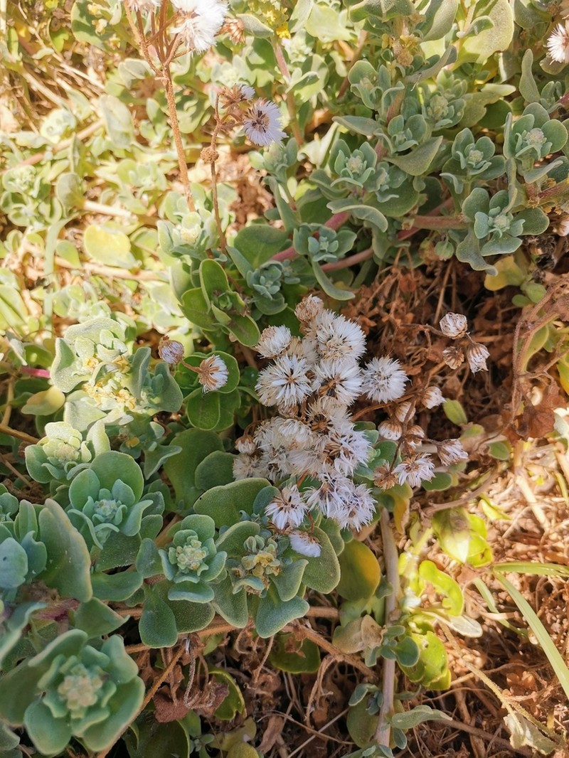 Senecio halimifolius photo 6