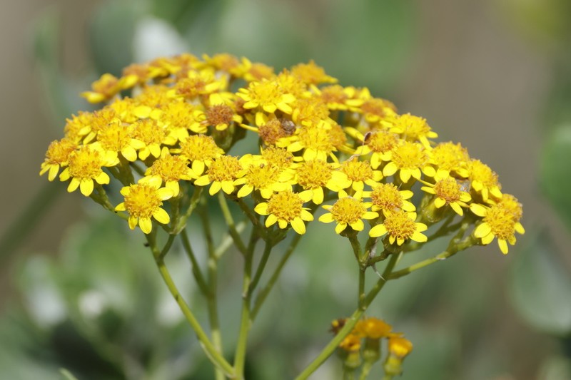 Senecio halimifolius photo 7