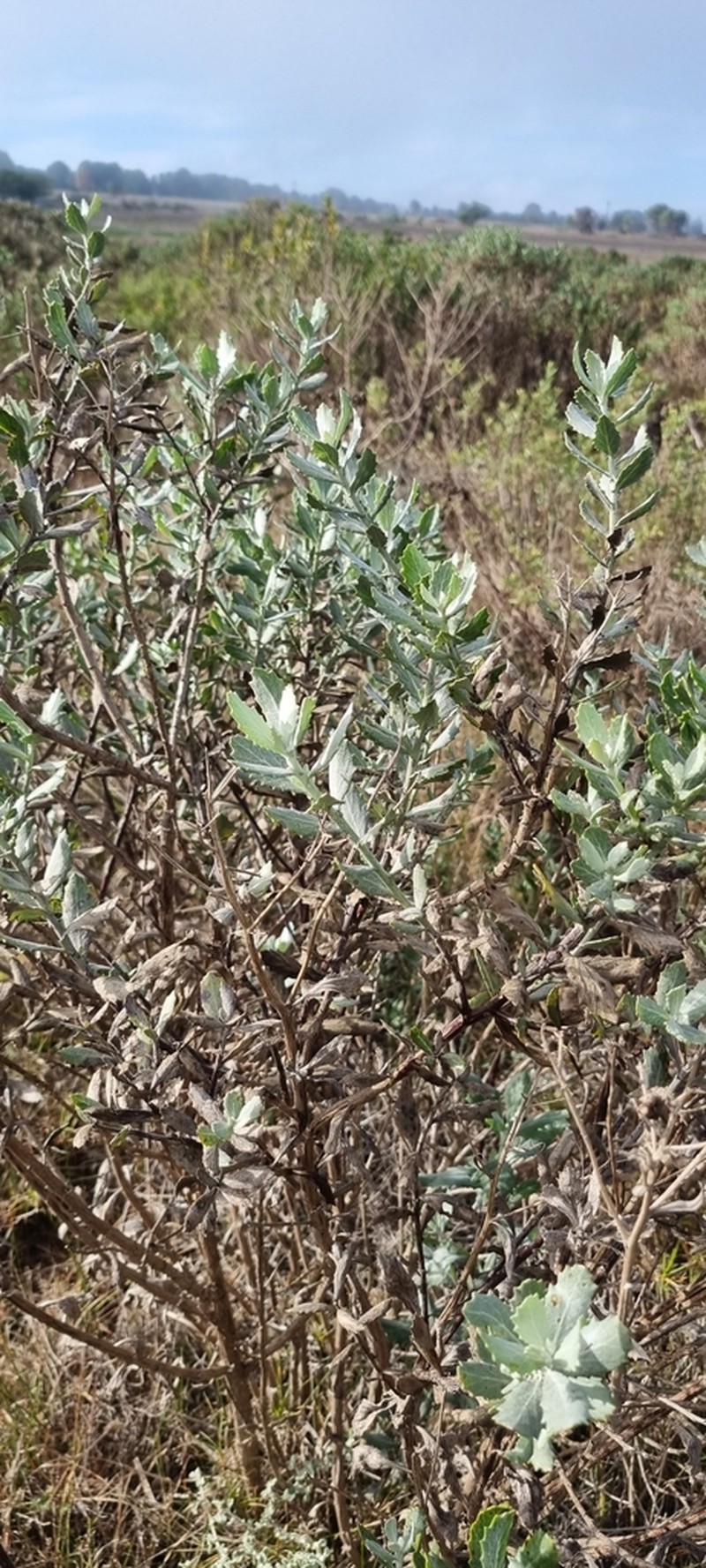 Senecio halimifolius photo 8