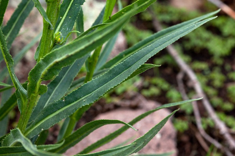 Senecio hallii