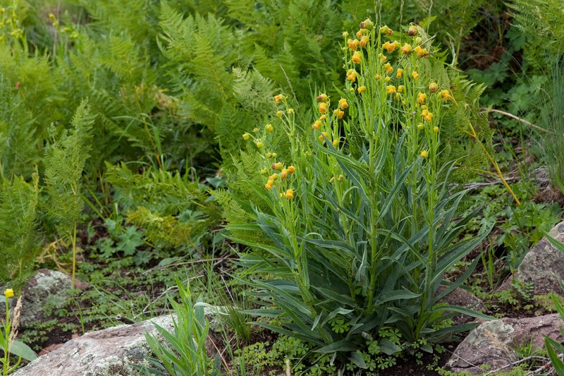 Senecio hallii photo 2