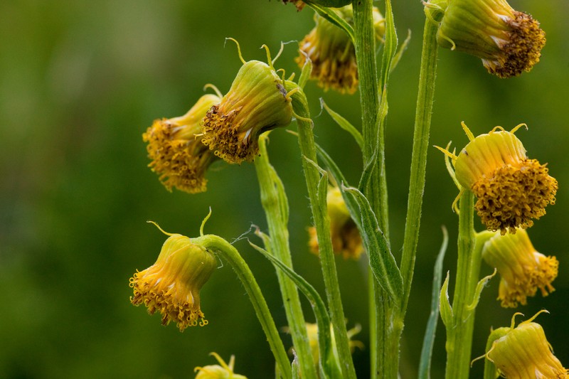 Senecio hallii photo 3