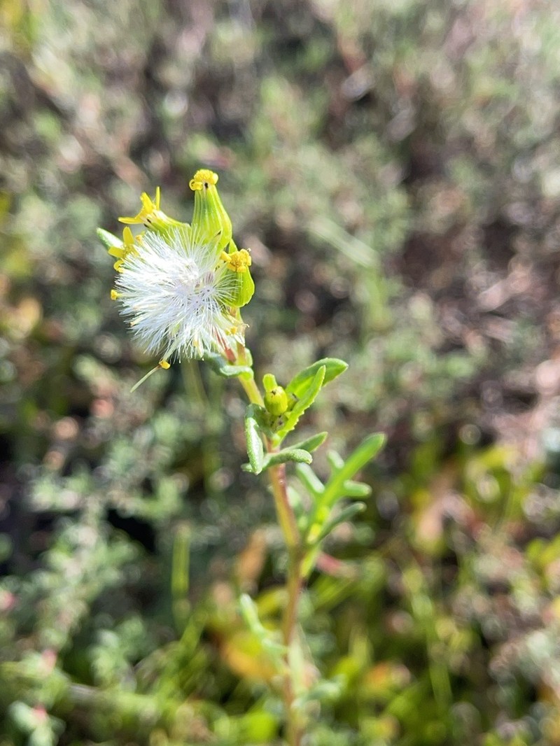 Senecio halophilus