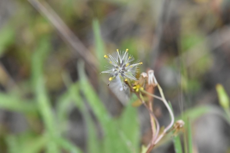 Senecio halophilus photo 2