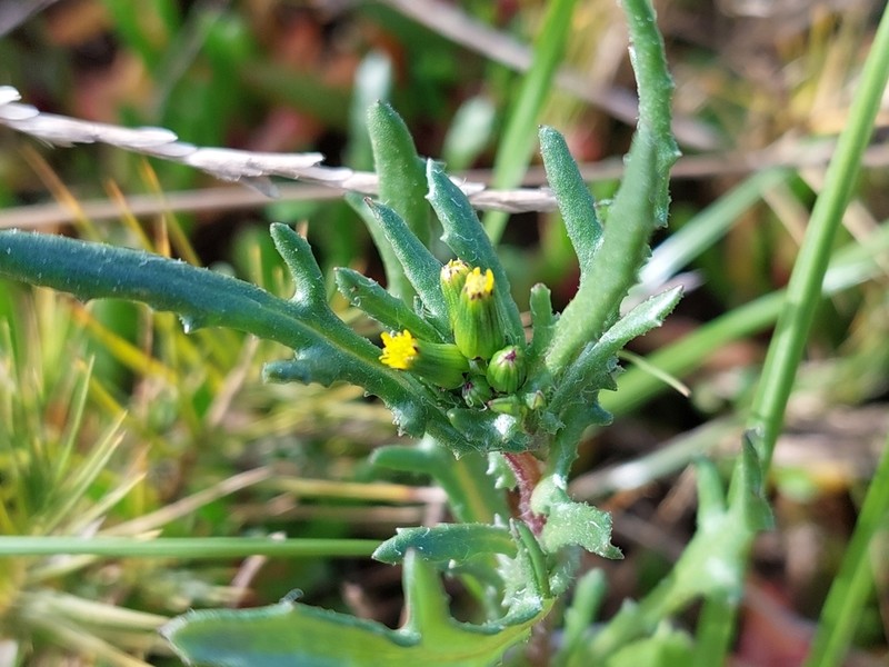 Senecio halophilus photo 3