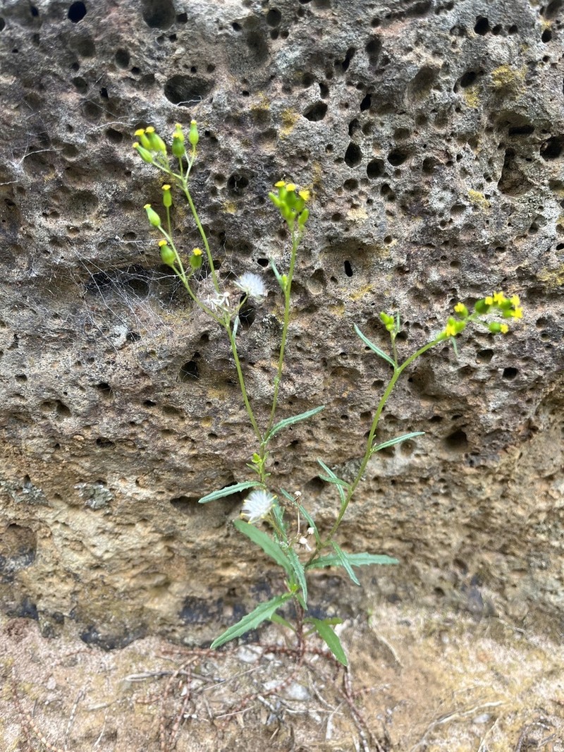 Senecio halophilus photo 4