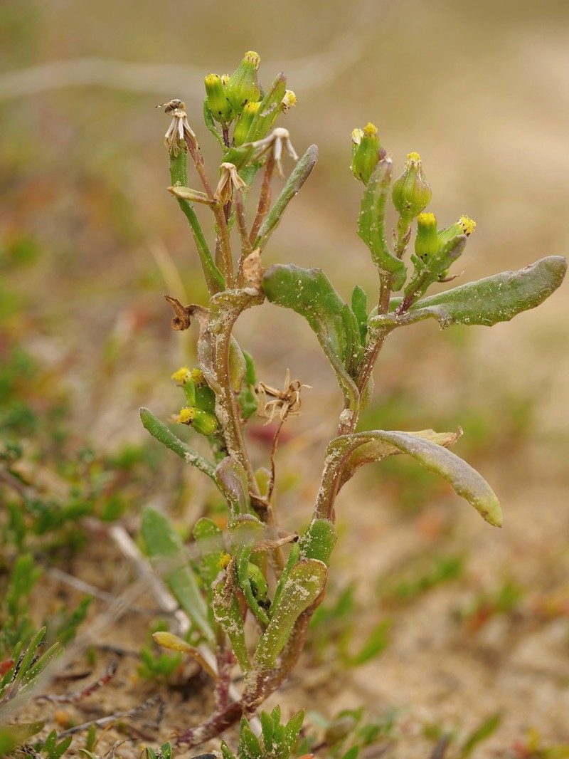 Senecio halophilus photo 5