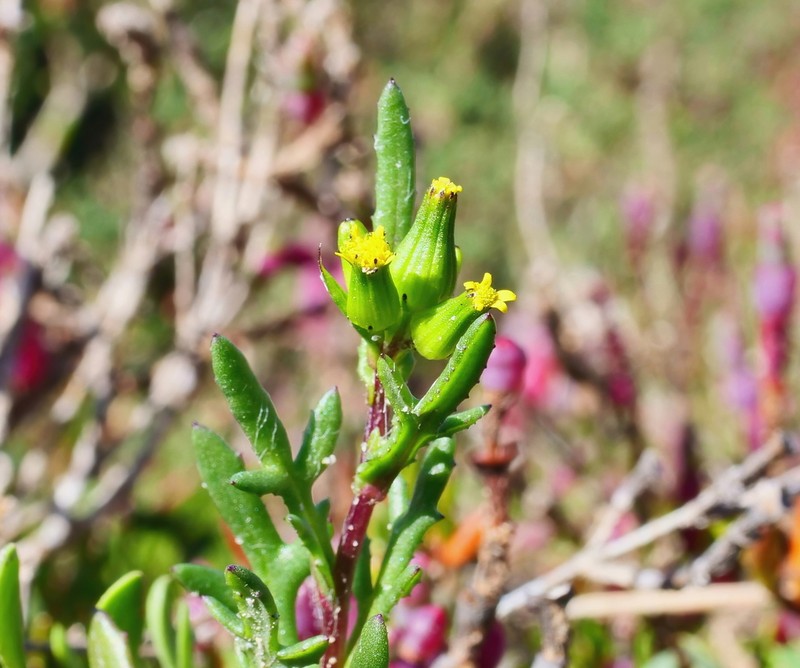 Senecio halophilus photo 6