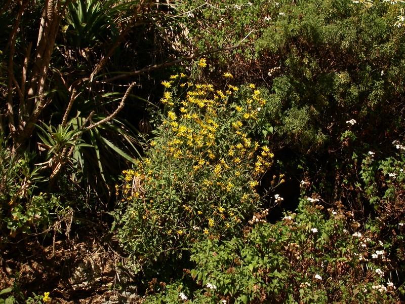 Senecio haloragis