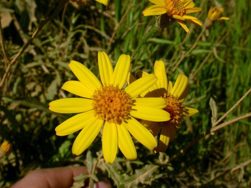 Senecio haloragis photo 2