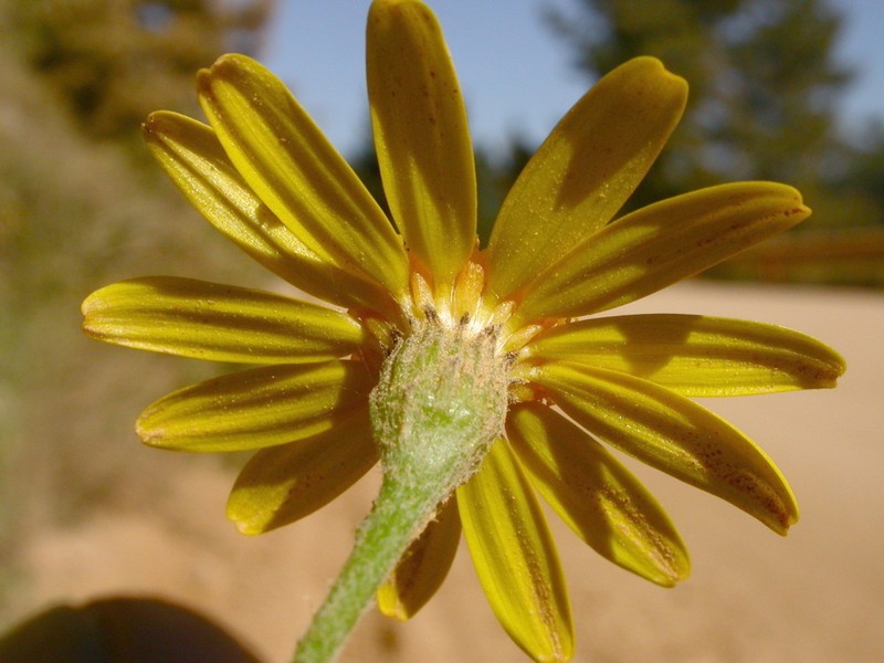Senecio haloragis photo 3