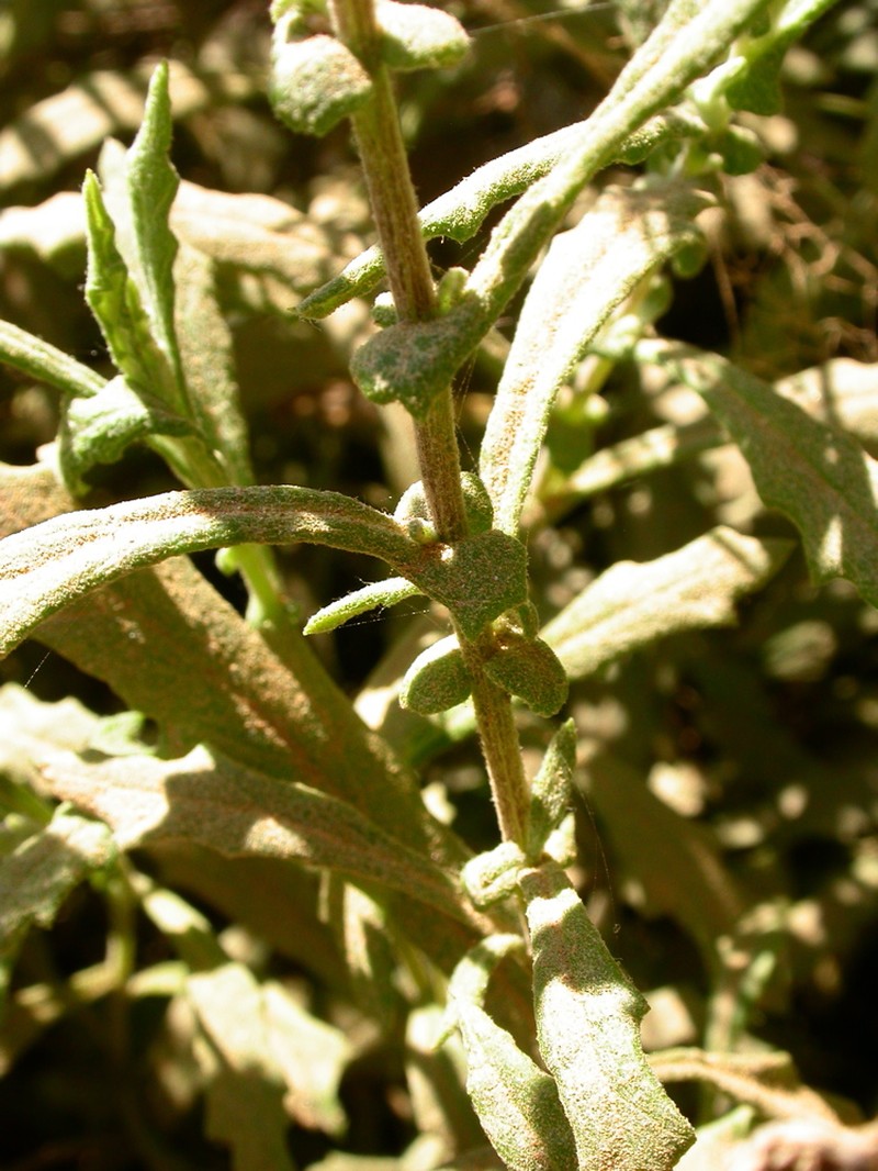 Senecio haloragis photo 4